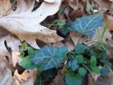 Hedera helix