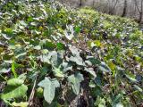 Hedera helix