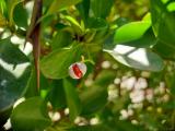 Euonymus japonicus