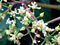 Parthenocissus quinquefolia