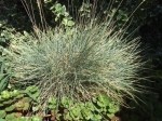 Festuca beckeri