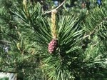 Pinus mugo