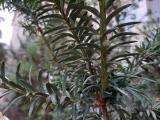 Taxus baccata