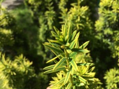 Taxus baccata