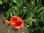 Campsis radicans