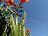 Campsis radicans