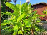 Musa acuminata