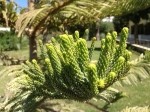 Araucaria heteropylla