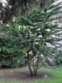 Araucaria heteropylla