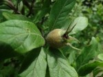 Mespilus germanica
