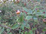 Mespilus germanica