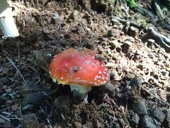 Amanita muscaria