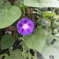 Ipomoea purpurea