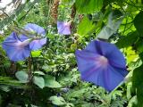 Ipomoea purpurea