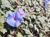 Ipomoea purpurea