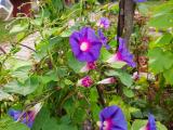 Ipomoea purpurea