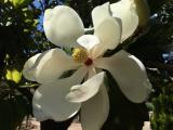 Magnolia grandiflora