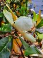 Magnolia grandiflora