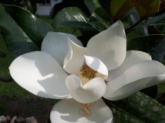 Magnolia grandiflora