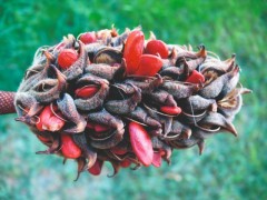 Magnolia grandiflora