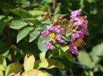 Lagerstroemia indica