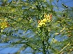 Parkinsonia microphylla