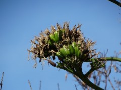 Agave americana