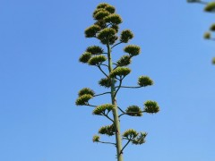 Agave americana