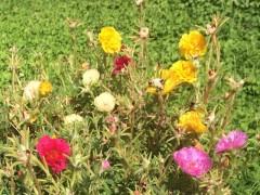 Portulaca grandiflora