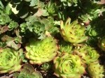 Sempervivum sp.