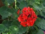 Pelargonium sp.