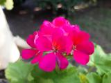 Pelargonium sp.