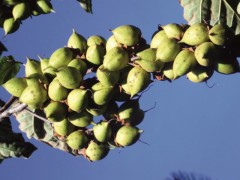 Paulownia sp.