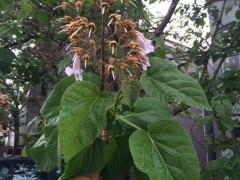 Paulownia sp.