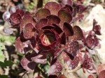 Aeonium arboreum