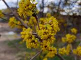 Cornus mas