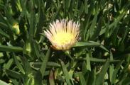 Carpobrotus edulis