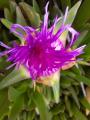 Carpobrotus edulis