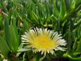 Carpobrotus edulis