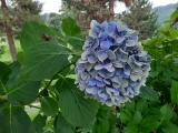 Hydrangea macrophylla