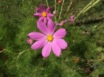 Cosmos sp.