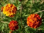 Tagetes patula