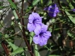 Ruellia brittoniana