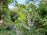 Vitex agnus-castus