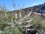 Vitex agnus-castus