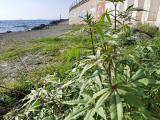 Vitex agnus-castus