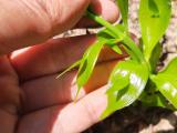 Ruscus hypoglossum