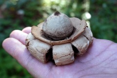 Geastrum triplex