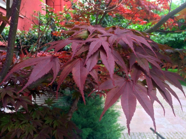 Acer palmatum