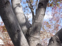 Acer palmatum